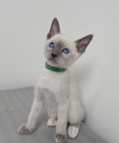 siamese kitten cats for sale online 2025