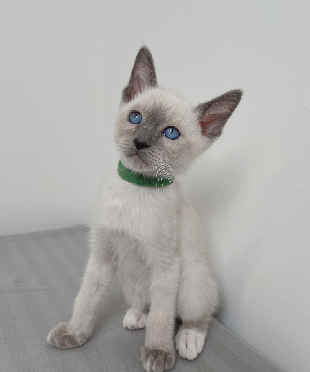 siamese kitten cats for sale online 2025