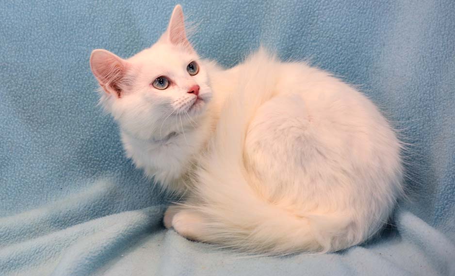 siamese cats and kittens for sale