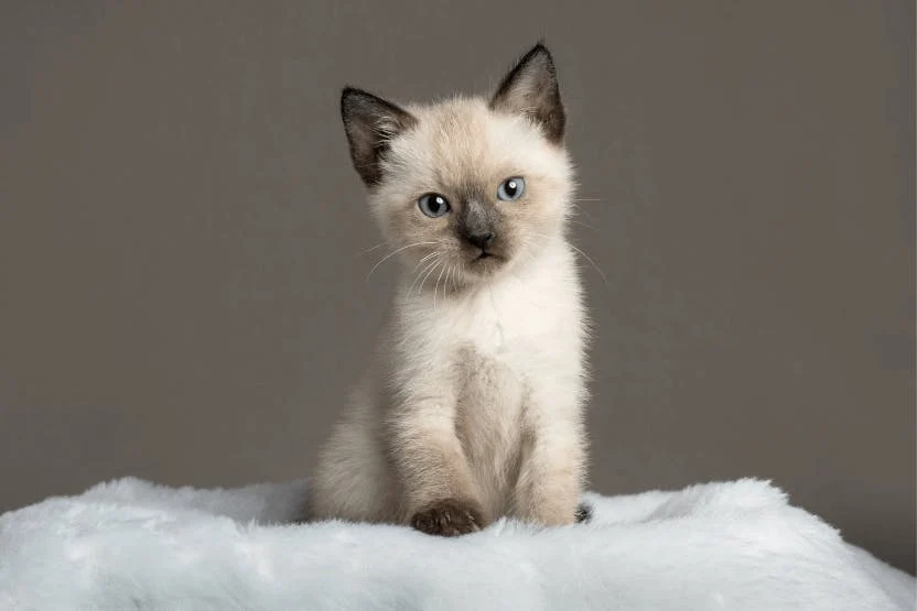 siamese kittens for adoption online 2025