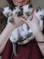 types of siamese cats to buy 2025